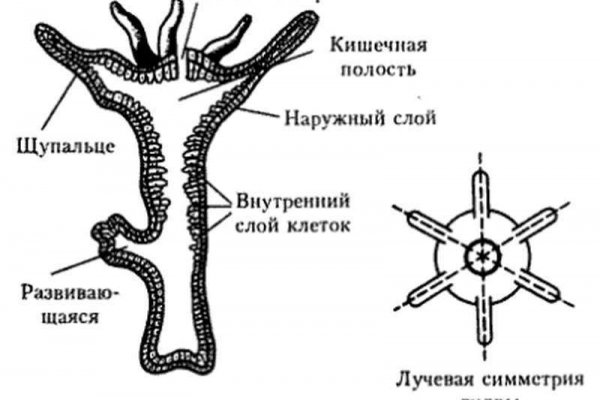 Как купить на блэкспрут